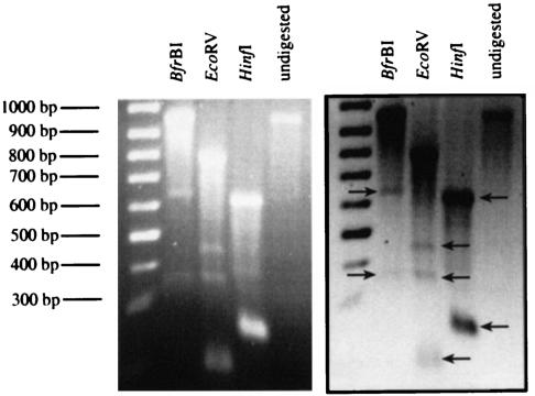 FIG. 10.