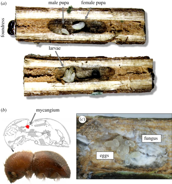 Figure 1.