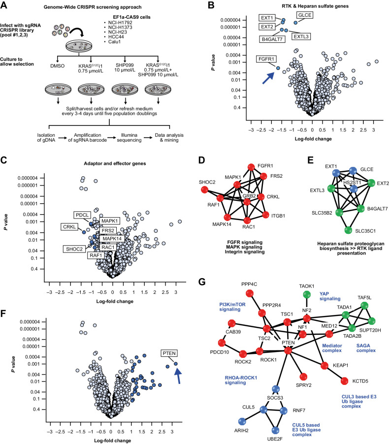 Figure 4. A, Overview of the CRISPR screening approach. B and C, Individual sensitizing genes to the combination of KRASG12Ci1 and SHP099. D and E, Protein interaction networks for genes sensitizing genes identified by CRISPR screening. F, Individual rescuer genes to the combination of KRASG12Ci1 and SHP099. G, Protein interaction networks for rescuer genes.