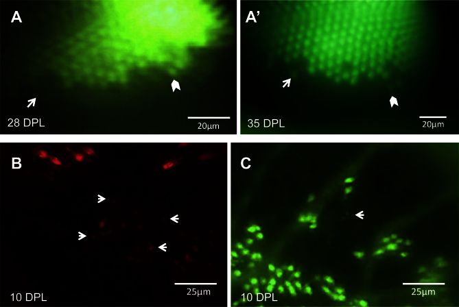 Figure 5