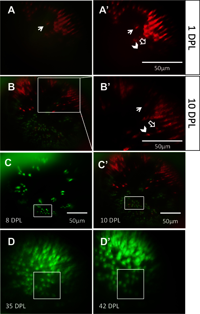 Figure 4