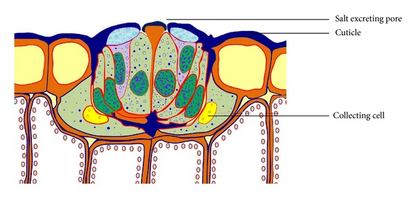 Figure 5