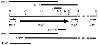 FIG. 1