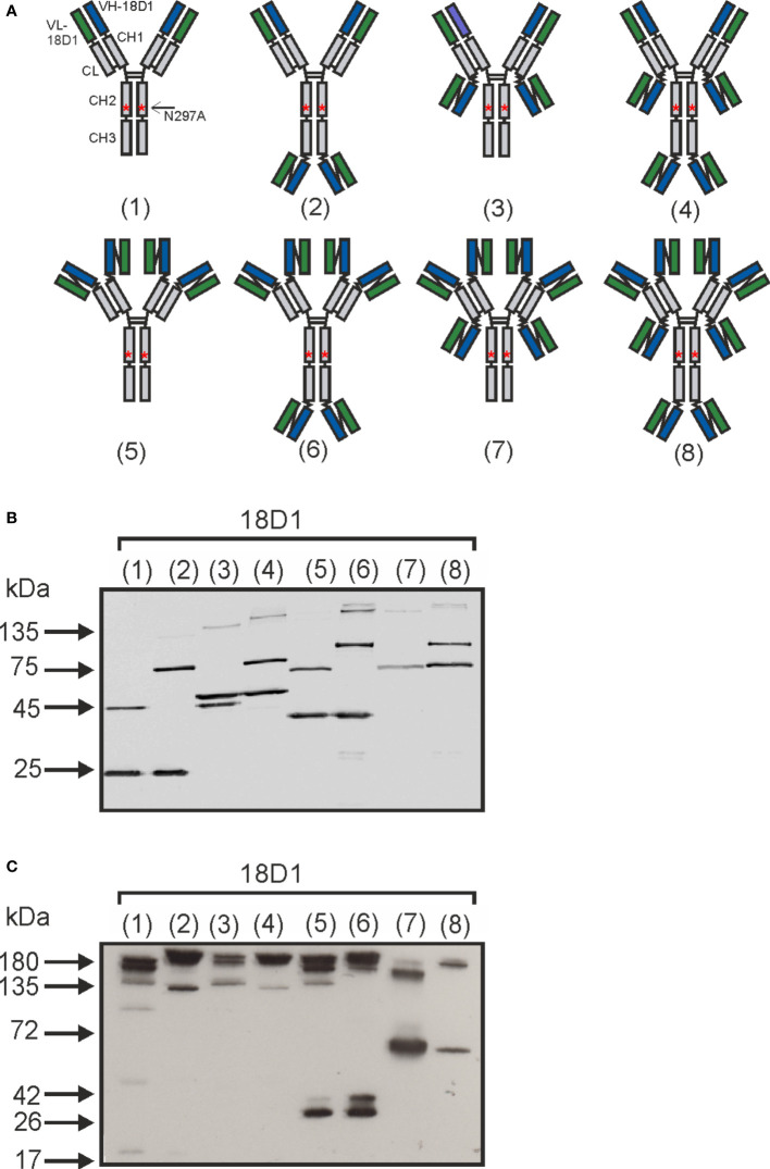 Figure 1