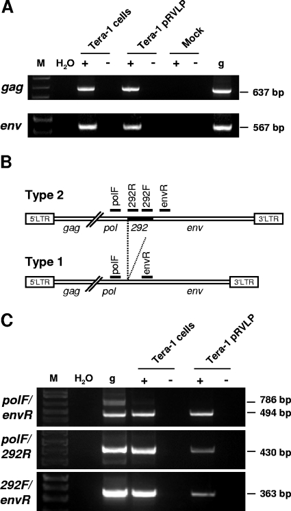 FIG. 2.