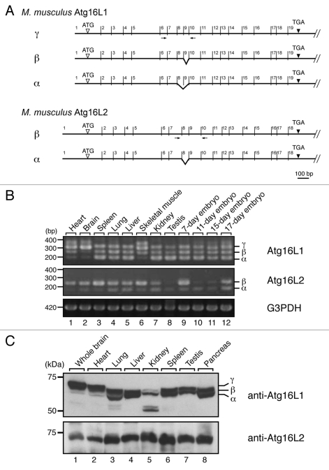 Figure 2.