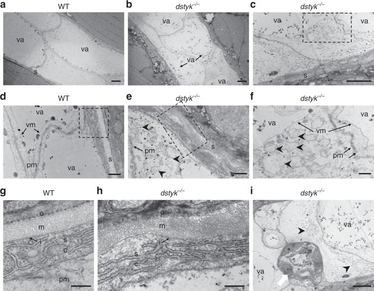 Fig. 6