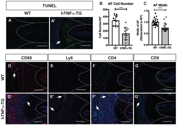 Figure 4: