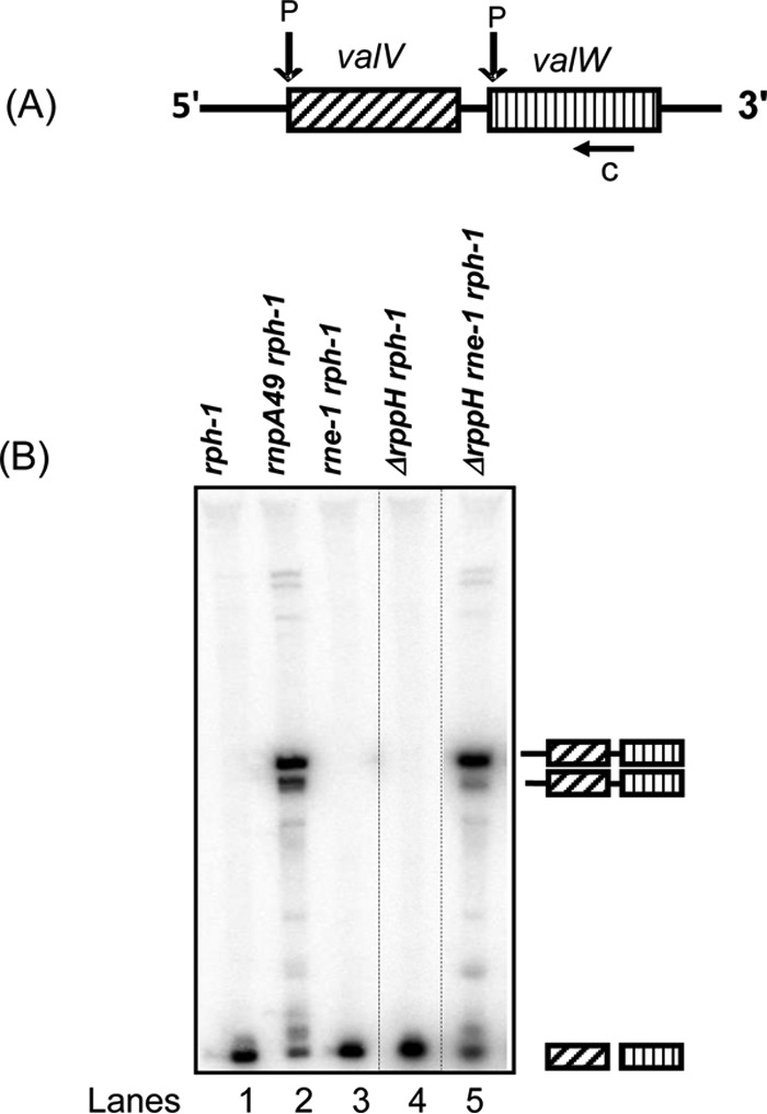 FIG 5