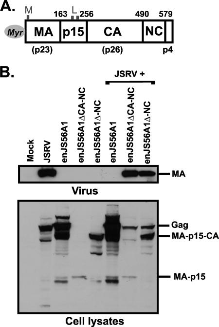 FIG. 4.