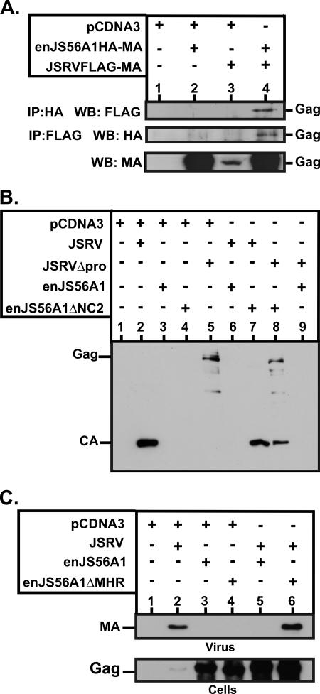 FIG. 6.