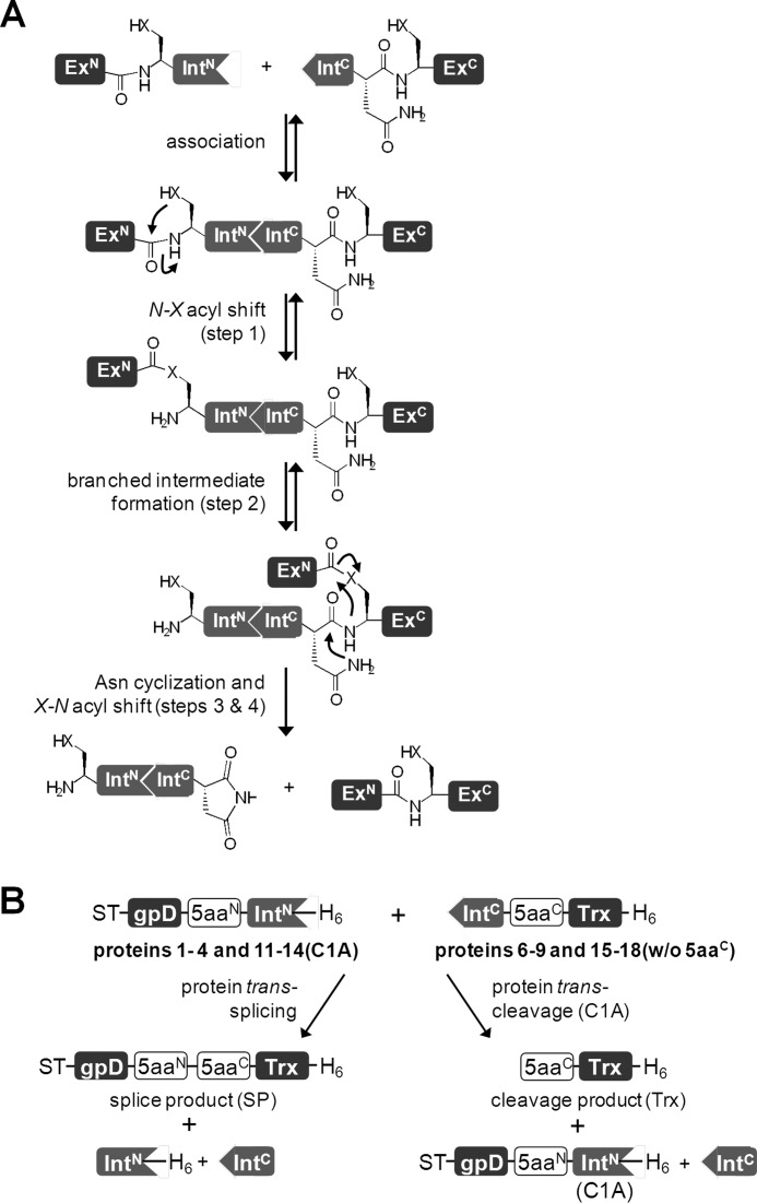 FIGURE 1.