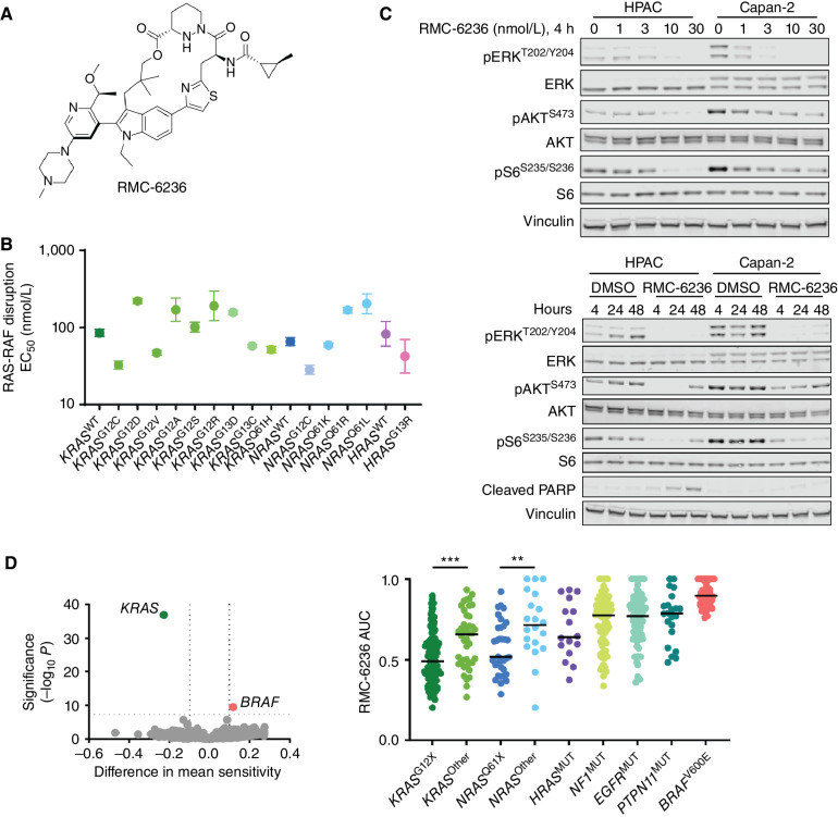 Figure 1. RMC-6236 is a potent noncovalent inhibitor of the GTP-bound state of multiple RAS variants in vitro. A, Chemical structure of RMC-6236. B, Biochemical potency of RMC-6236 for wild-type KRAS, NRAS, HRAS, and several oncogenic RAS variants. EC50 values shown for inhibition of RAS-RAF binding using recombinant proteins in vitro. Error bars indicate ± 95% CI. C, Immunoblot protein Western analyses of KRAS pathway targets in HPAC (KRASG12D/WT, PDAC) and Capan-2 (KRASG12V/WT, PDAC) cancer cells treated with RMC-6236 at the indicated concentrations and time points. D, RMC-6236 potency measured in the PRISM panel of cancer cell lines. Left, AUC difference between cell lines with and without a given gene mutation (x-axis) and the significance of the difference (y-axis). Points represent mutated genes. A negative AUC indicates increased sensitivity to RMC-6236 and positive AUC indicates resistance. Horizontal dashed line represents the P-value cutoff of 5 × 10−8. Vertical lines represent the absolute effect cutoff of 0.1. Right: AUC for KRAS mutant [glycine 12 depicted as KRASG12X (115 lines); all other KRAS mutations labeled KRASOther (42 lines)], NRAS mutant [glutamine 61 depicted as NRASQ61X (34 lines); all other NRAS mutations labeled as NRASOther (20 lines)], HRAS mutant, NF1 mutant, EGFR mutant, PTPN11 mutant, and BRAFV600E mutant cell lines are shown. Comparison of indicated groups was done by the Wilcoxon rank-sum test with continuity correction. (**, P < 0.01; ***, P < 0.001).