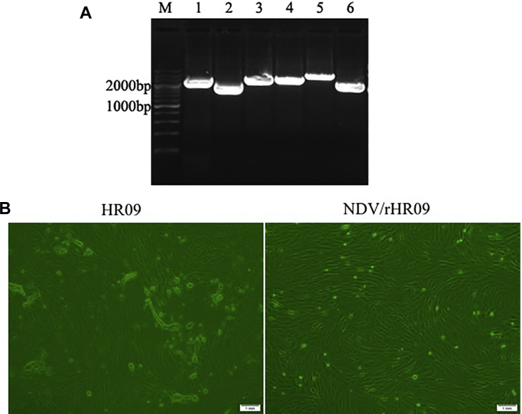 Figure 2