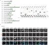 Figure 1—figure supplement 2.