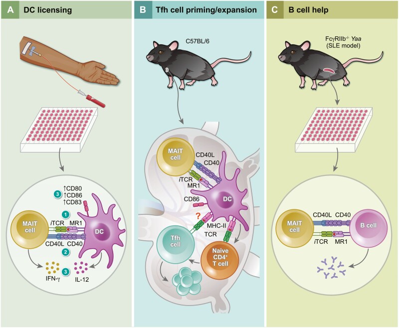 Graphical Abstract