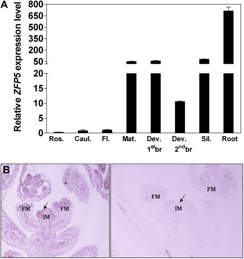 Figure 11.