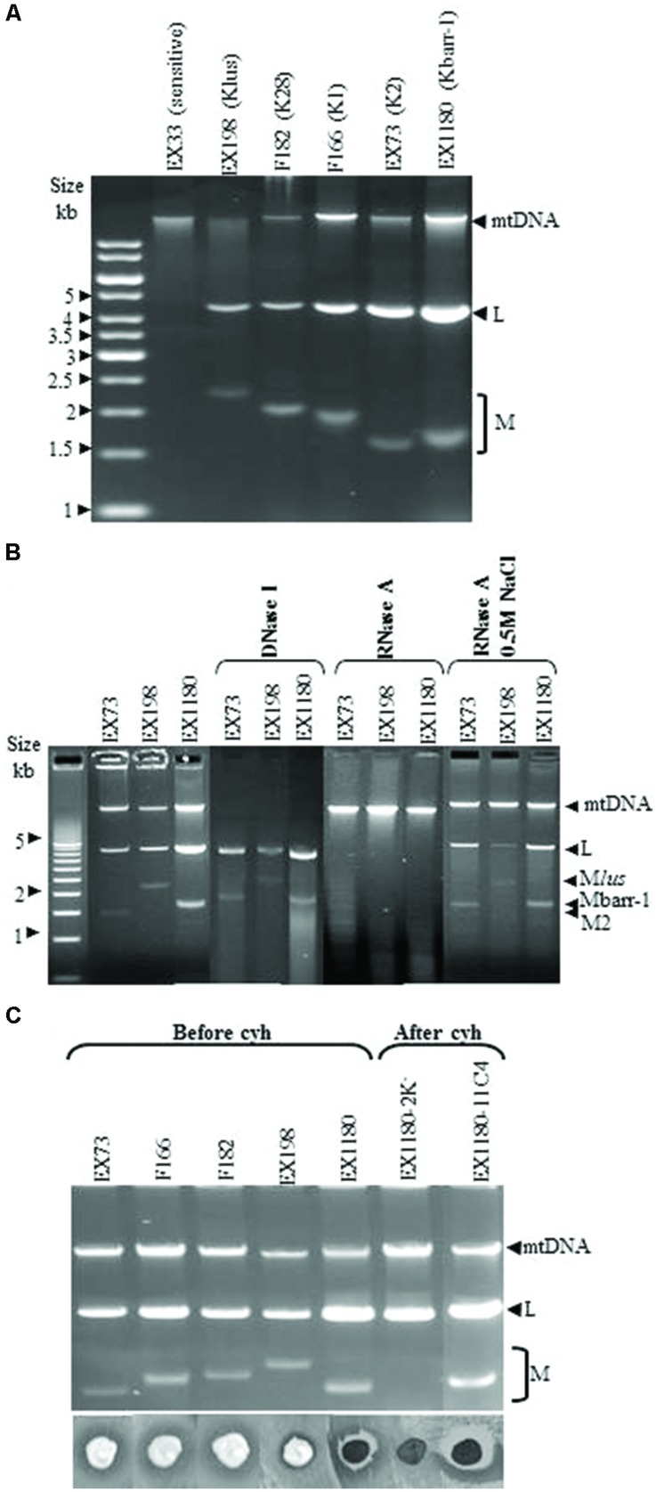 FIGURE 3