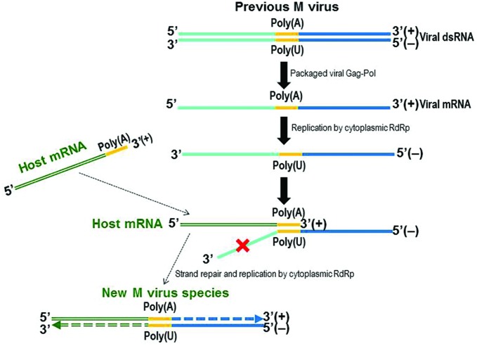 FIGURE 5