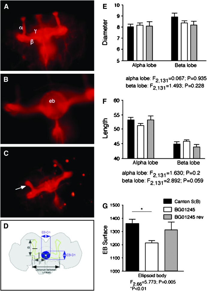 Figure 2.—