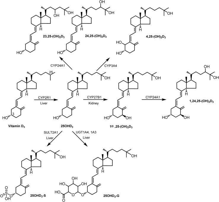 Fig. 1.