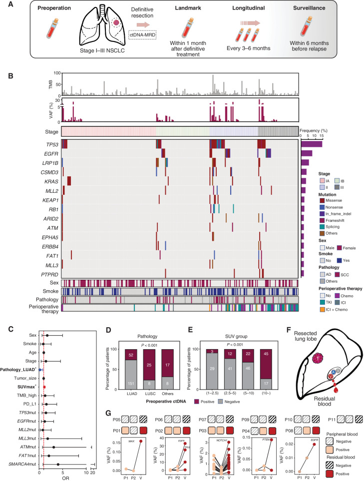 Figure 2. Study schematic and baseline characteristics. A, Study flowchart. Patients with stage I–III NSCLC (tumor diameter ≥2 cm) treated with definitive surgery were enrolled. Peripheral blood samples were collected before surgery and every 3 to 6 months after surgery. B, Heatmap plot based on baseline characteristics and preoperative ctDNA tests of each patient. C, Multivariate logistic regression model for preoperative ctDNA detection. Pathologic type (adenocarcinoma) and SUVmax were independently associated with preoperative ctDNA detection. D, Detection rate of preoperative ctDNA in patients with different pathologic types. E, Detection rate of preoperative ctDNA in patients with different groups of SUVmax subgroup. F, Schematic diagram of residual blood sample collection from resected lung lobe. G, Comparison between two peripheral blood samples and residual blood ctDNA analysis of additional 11 patients with stage I NSCLC. TMB, tumor mutation burden; AD, adenocarcinoma; SCC, squamous cell carcinoma; Chemo, chemotherapy; TKI, tyrosine kinase inhibitor.