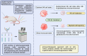 Figure 8: Time-dependent immune cells transcriptomics in glioblastoma.