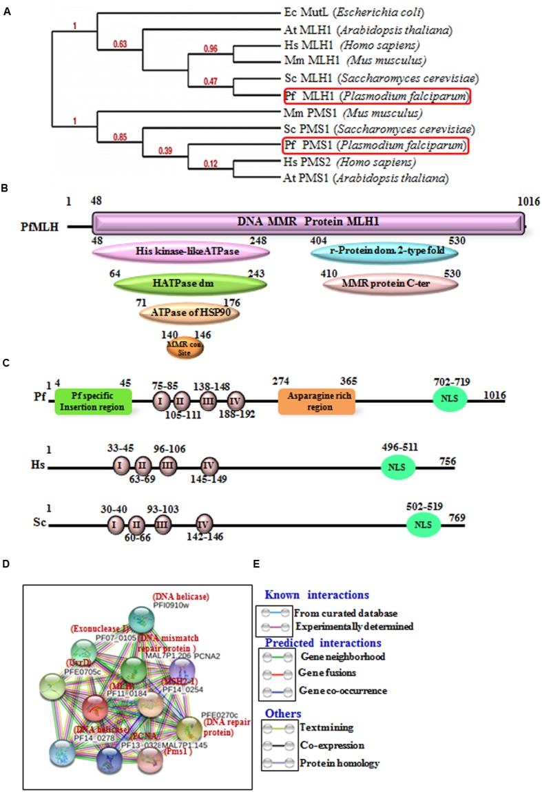 FIGURE 1