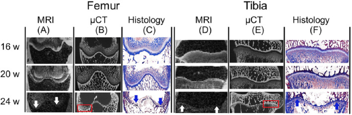 MRM-29432-FIG-0003-c