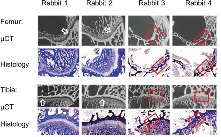 MRM-29432-FIG-0004-c