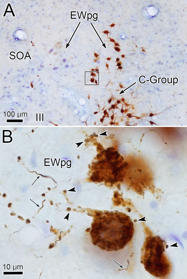 Fig. 10