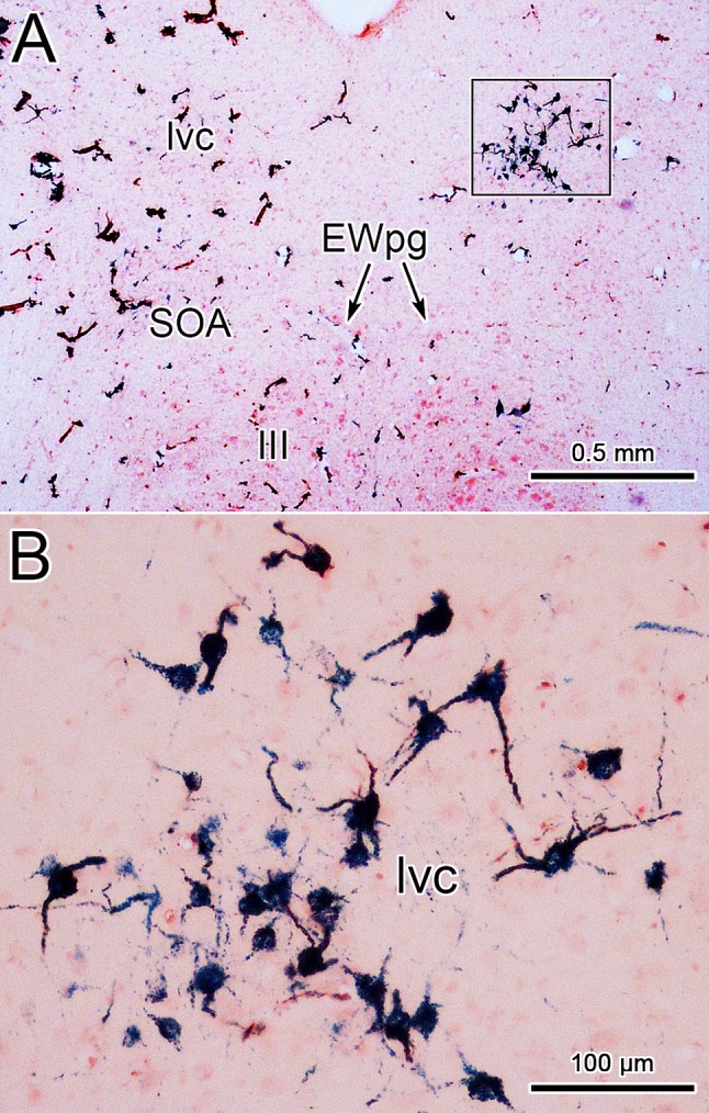 Fig. 6