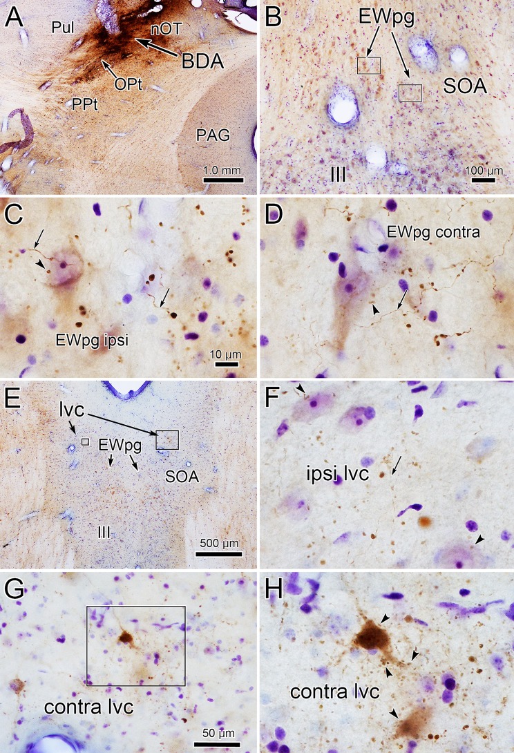 Fig. 7