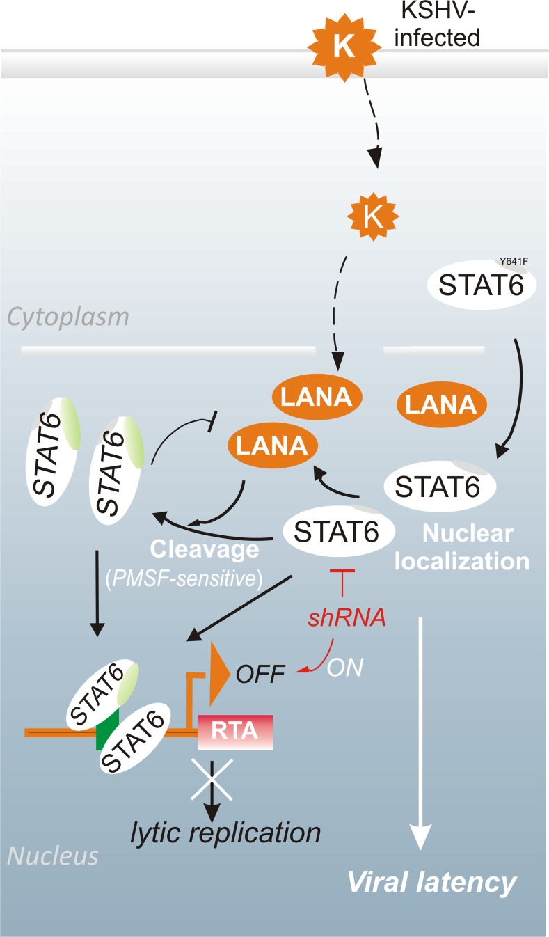 Fig 10