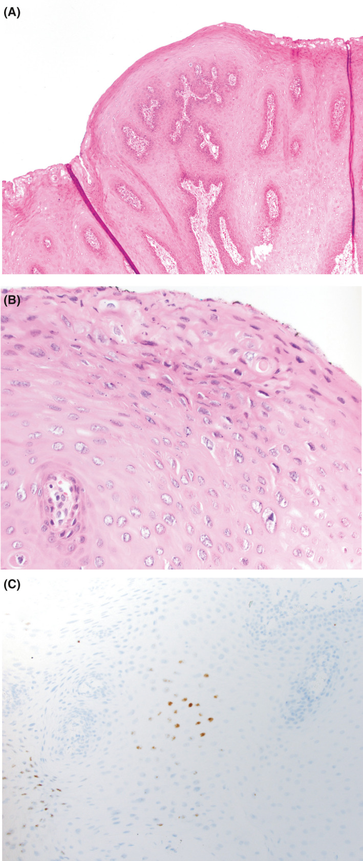 FIGURE 2