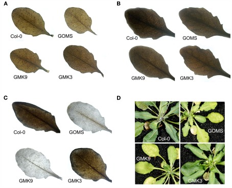 Figure 4