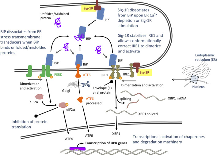 FIGURE 2