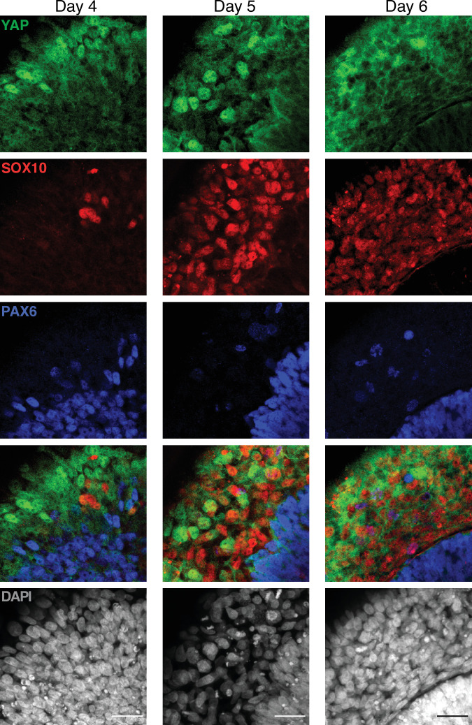 Figure 2—figure supplement 1.