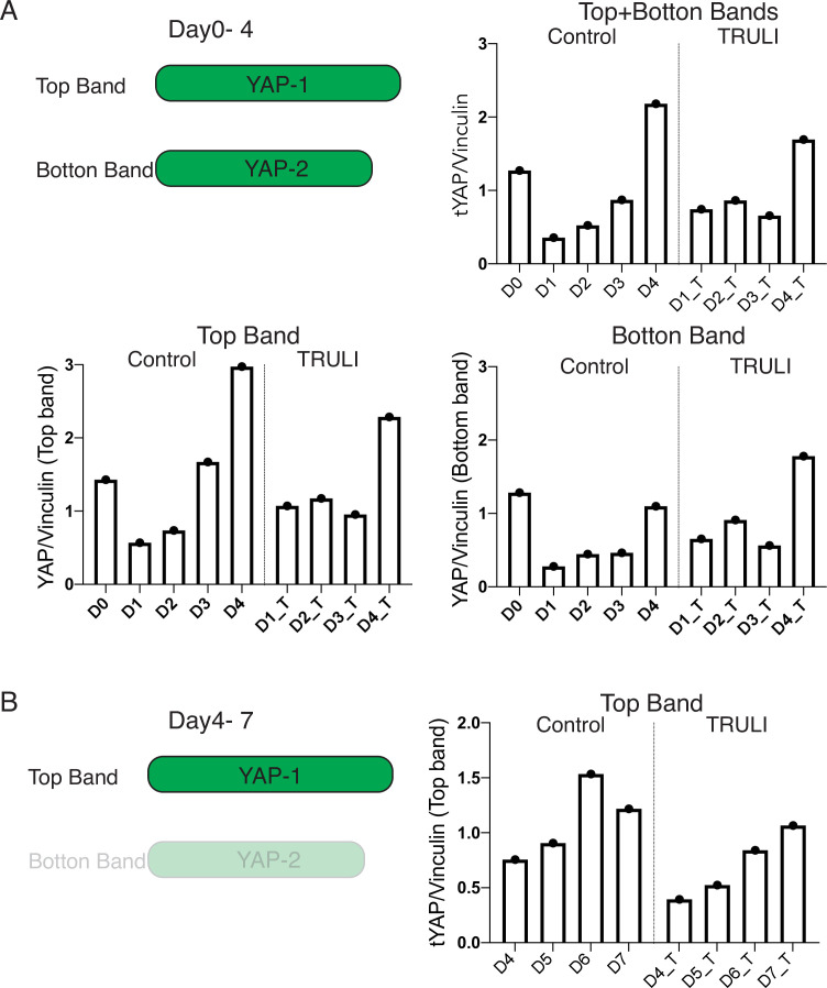 Figure 1—figure supplement 4.