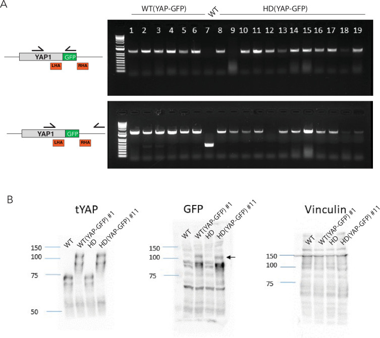 Figure 1—figure supplement 1.