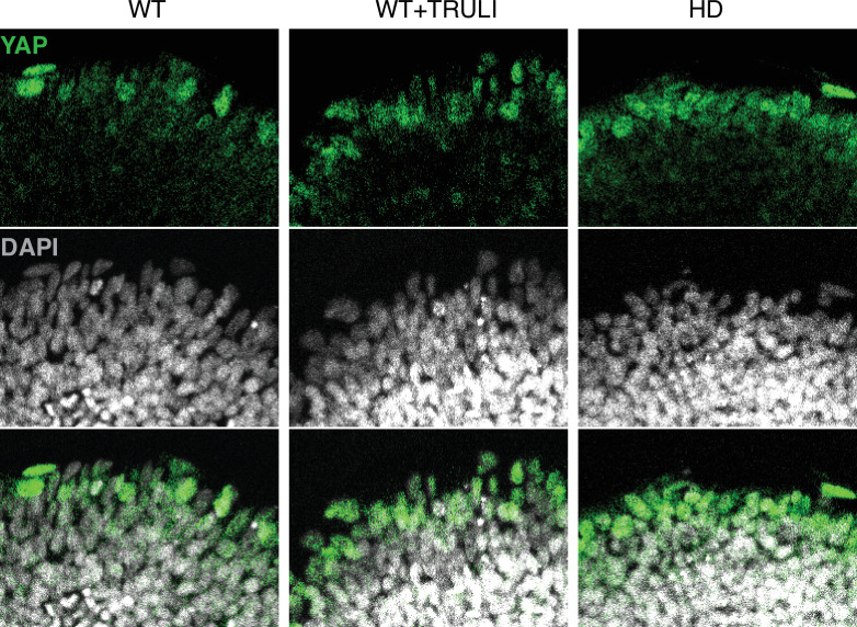 Figure 1—figure supplement 5.