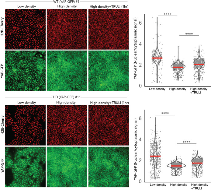 Figure 1—figure supplement 2.