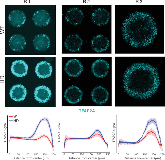 Figure 4—figure supplement 2.