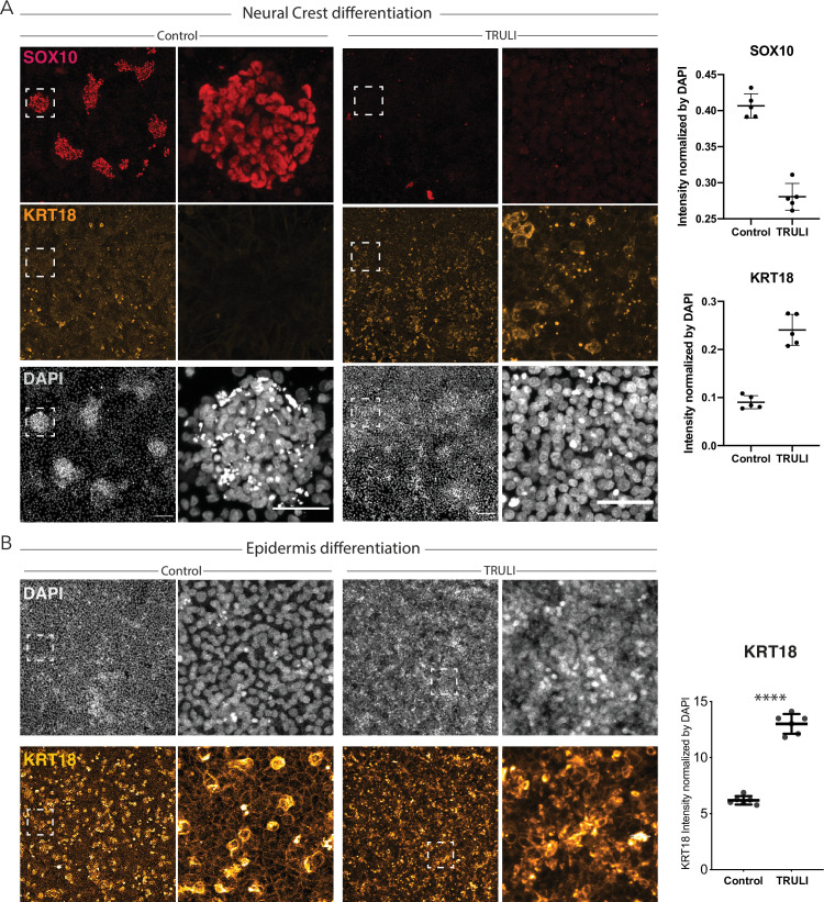 Figure 3—figure supplement 1.