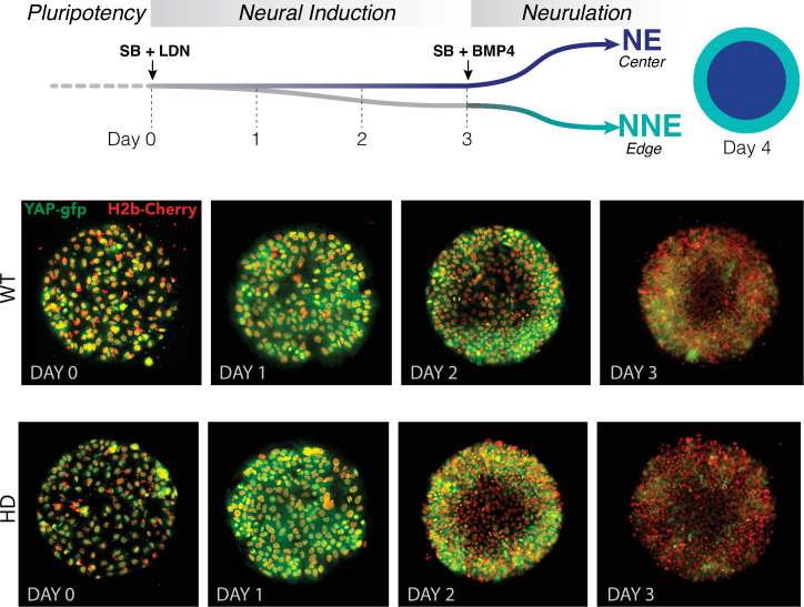 Figure 4—figure supplement 1.