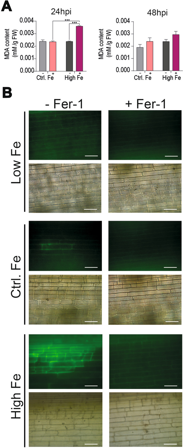 Fig. 10