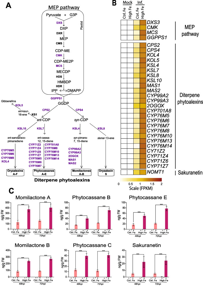 Fig. 6