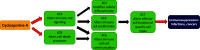 Figure 2 is a flowchart with four steps. Step 1: Cyclosporine A leads to key characteristic 3: Alters immune cell signaling and key characteristic 9: Alters cell death processes. Step 2: key characteristic 3: Alters immune cell signaling leads to key characteristic 5: Modifies cellular differentiation, key characteristic 4: Alters immune cell proliferation, and key characteristic 6: Alters immune cell–cell communication. The key characteristic 9: Alters cell death processes leads to key characteristic 6: Alters immune cell–cell communication. Step 3: The key characteristic 5: Modifies cellular differentiation, key characteristic 4: Alters immune cell proliferation, and key characteristic 6: Alters immune cell–cell communication lead to key characteristic 7: Alters effector cell function of specific cell types. Step 4: The key characteristic 7: Alters effector cell function of specific cell types leads to Immunosuppression: Infections, cancers.