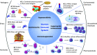 Figure 1 is a scientific illustration titled Human Immune System with four parts, namely, Hypersensitivity, Inappropriate Enhancement, Immunosuppression, and Autoimmunity. The internal key characteristics of immunotoxicants under each part are as follows: Hypersensitivity: Key characteristic 1: Forms novel antigens by covalently binding to proteins, resulting in the Haptenized protein. Key characteristic 2: Has an impact on antigen processing and presentation. Inappropriate Enhancement: Key characteristic 3: Modifies signaling. Key characteristic 4: Modifies proliferation. Immunosuppression: Key characteristic 5: Influences cellular differentiation. Key characteristic 6: Changes the communication between immune cells. Key characteristic 7: Modifies effector functions. Autoimmunity: Key characteristic 8: Modifies cell trafficking. Key characteristic 9: Modifies cell death processes. Key characteristic 10: Tolerance is broken, resulting in central detection and exits to the periphery. The classes of exposures of immunotoxicants are as follows: environmental chemicals, occupational chemicals, pharmaceuticals, hormones, stress, and pathogens.