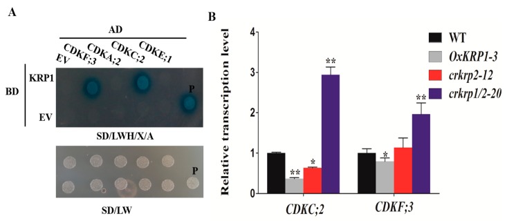 Figure 5